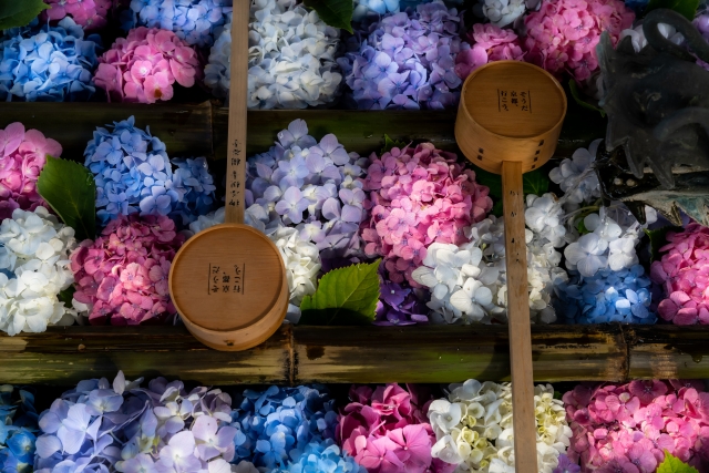 柳谷観音境内の山あいに咲く紫陽花の花道。癒やしと静けさが漂う光